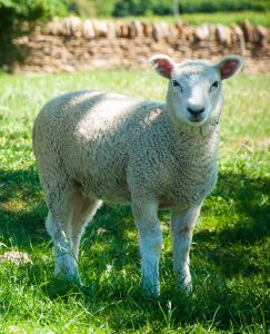 Haji-baba-lamb-qurbani