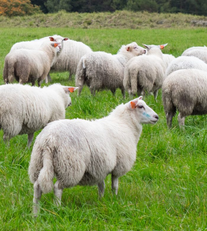 Haji-baba-Sheep-Qurbani-Online